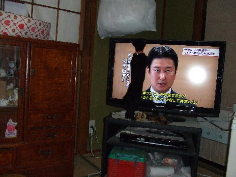 猫3.JPG