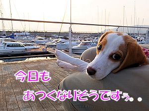 20140930暑くなりそう