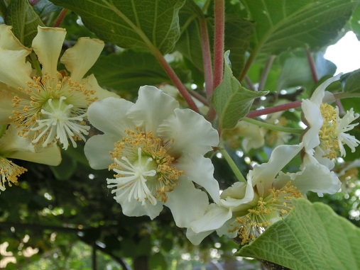キーウィの花