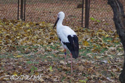 井の頭自然文化園