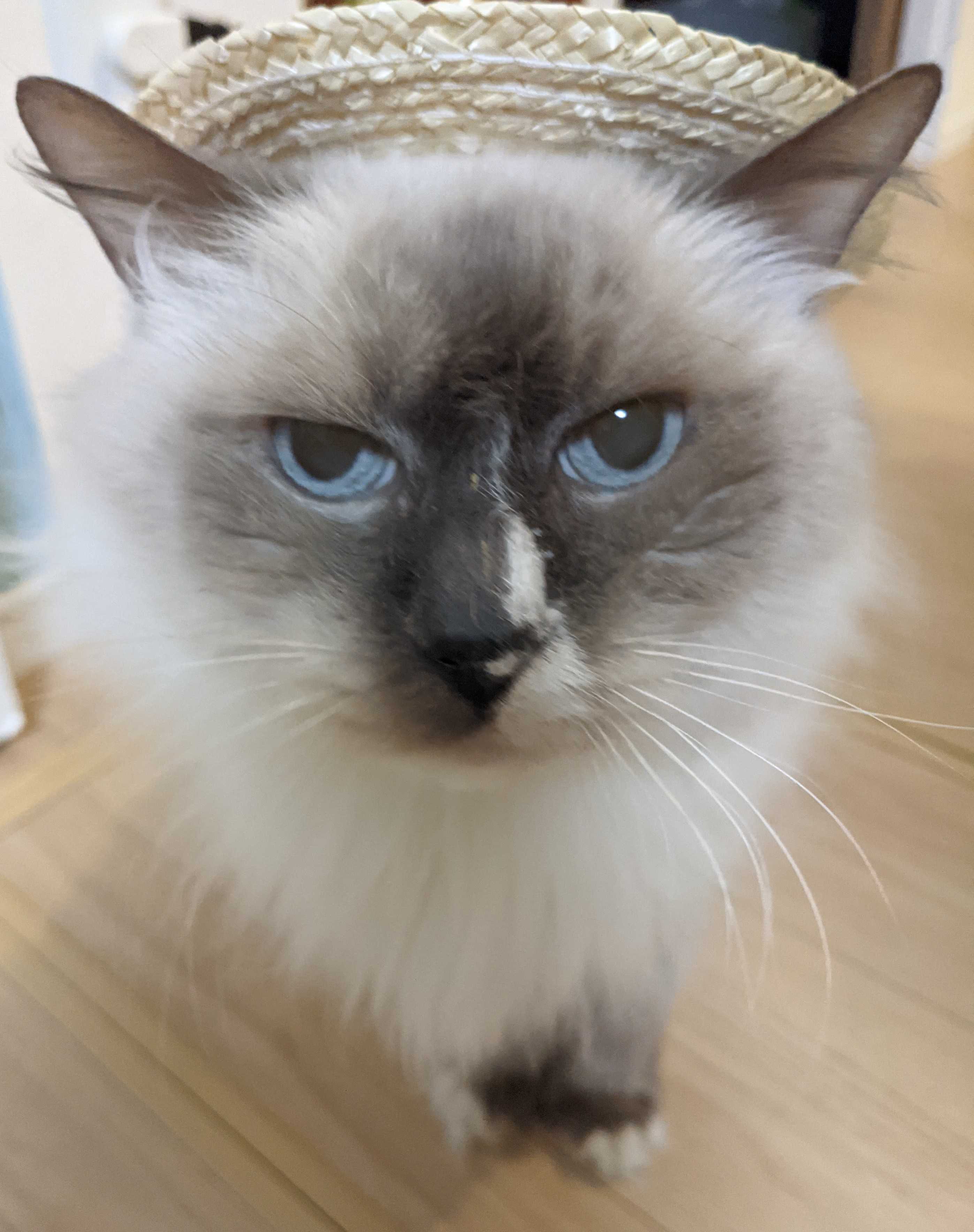 被り物の㊚ 子供と猫(ΦωΦ)と私 楽天ブログ