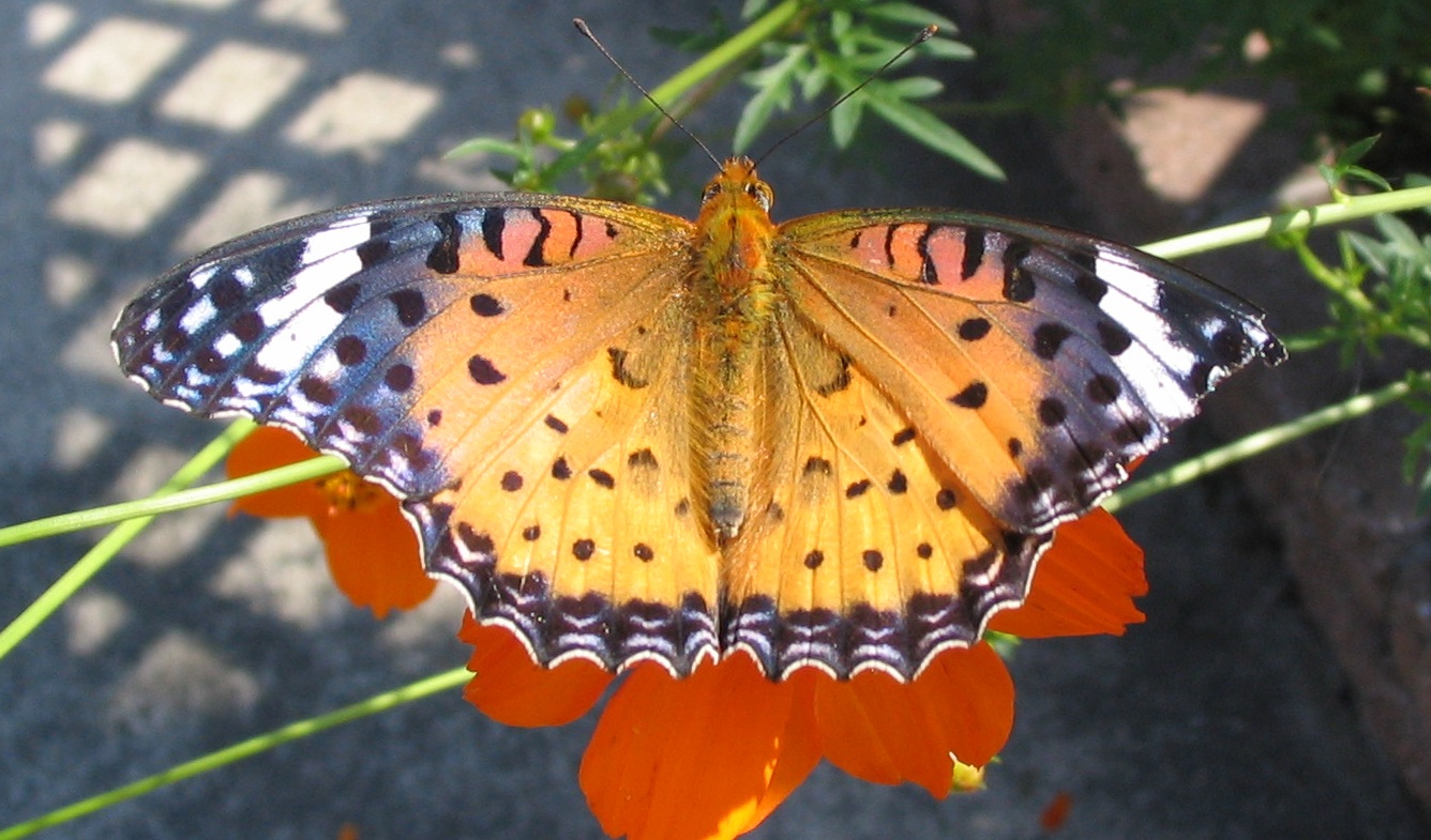 ツマグロヒョウモンのメス