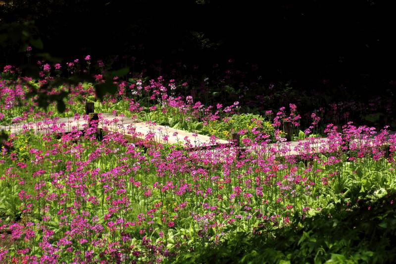 六甲高山植物園_004.jpg