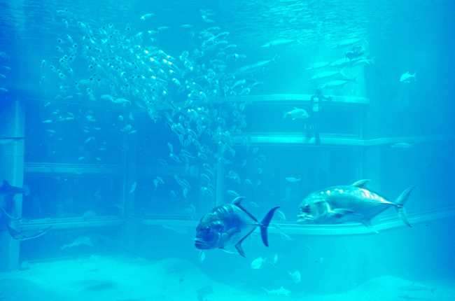 魚１