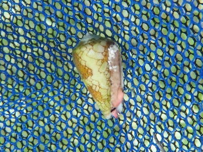 沖縄磯採集2012年9月下旬15　アジロイモ（Conus pennaceus）