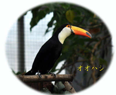 とり