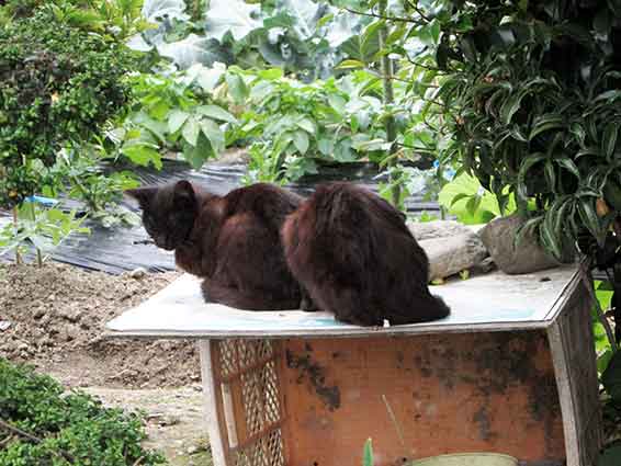 我が家のニャンコ♪2016/5/9-2