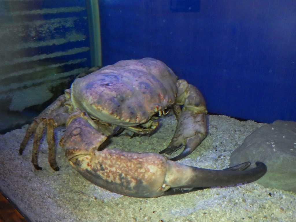 串本磯採集2019年3月上旬11　オーストラリアンキングクラブ（Pseudocarcinus gigas）　タスマニアオオガニ