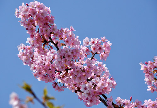 桜４