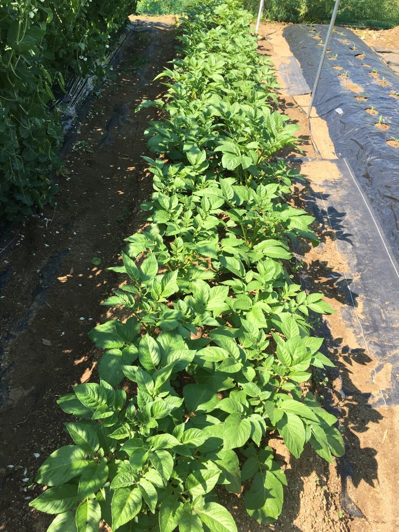 ジャガイモ 2度目の追肥 Futtutyの菜園ブログ 楽天ブログ ジャガイモ 2度目の追肥 Futtutyの菜園ブログ 楽天ブログ