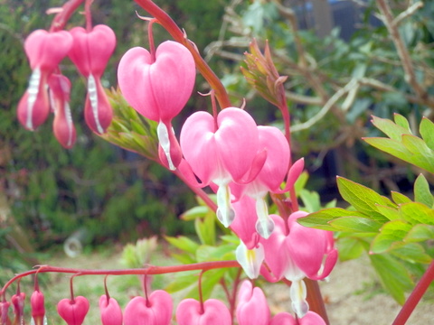 タイツリソウの花-1