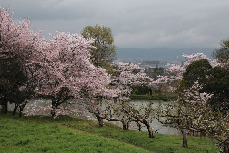 永久寺跡池のサクラ_010.jpg