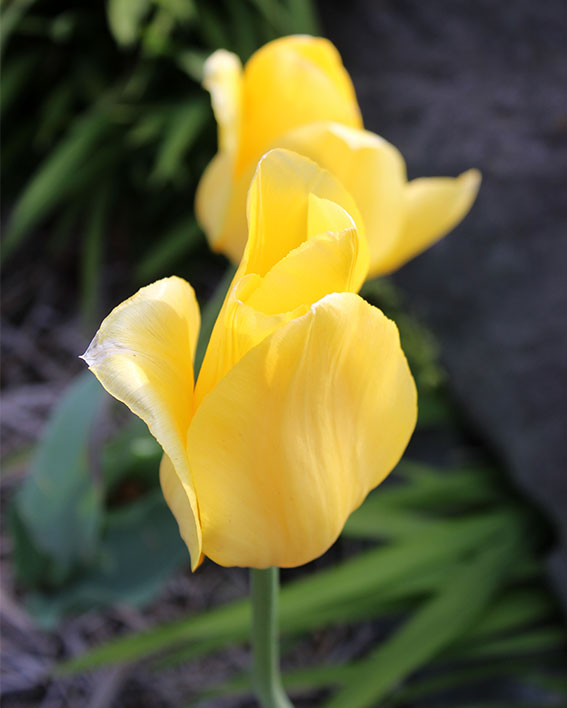 チューリップ-1♪
