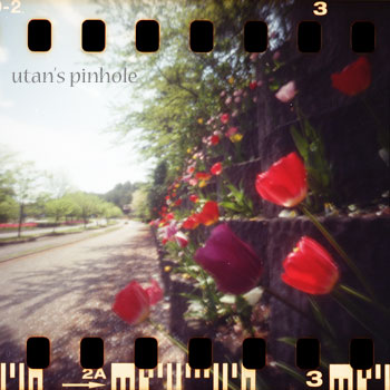 tulip3.jpg