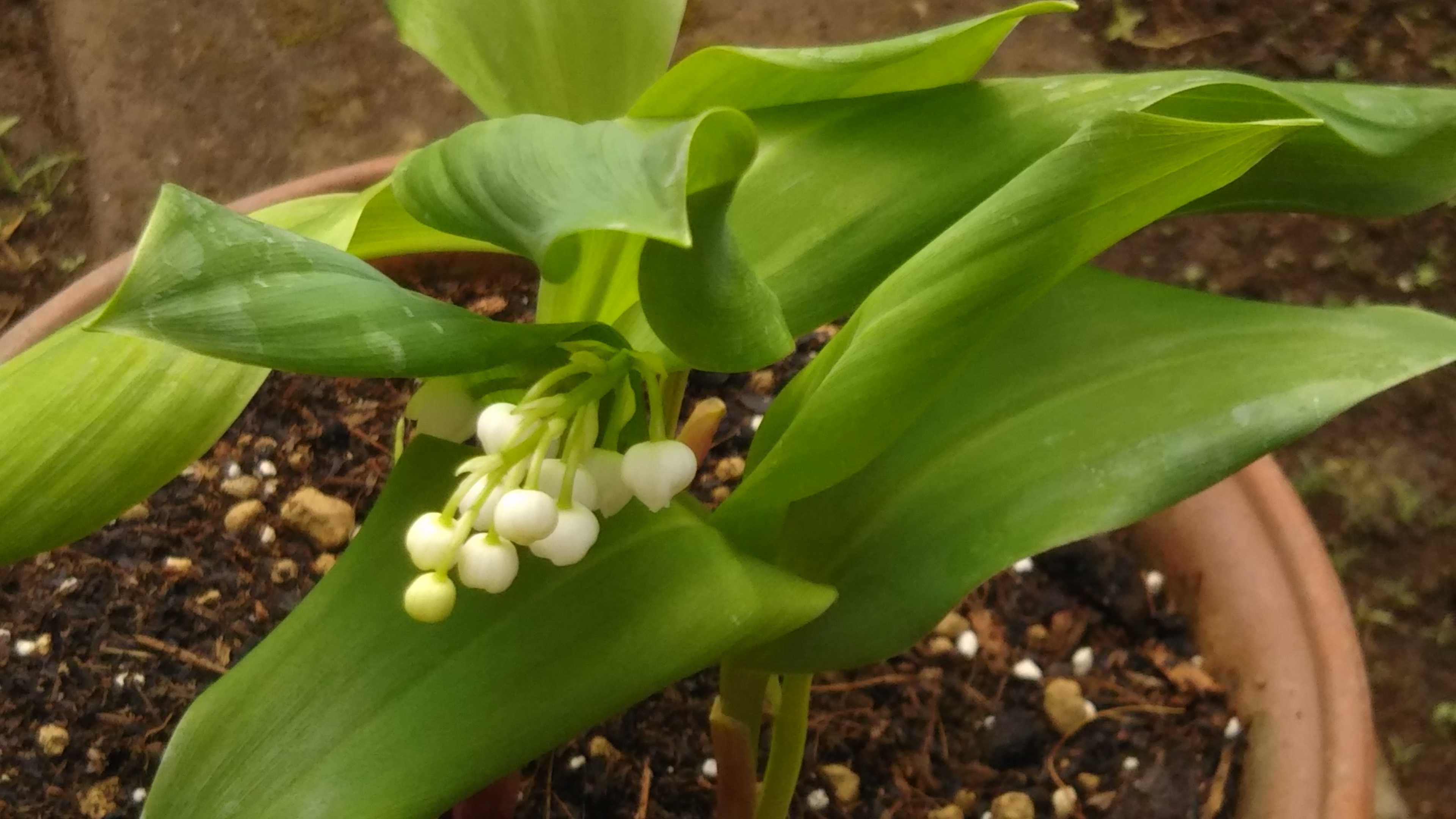 すずらん植え替えました | 花カホル - 楽天ブログ
