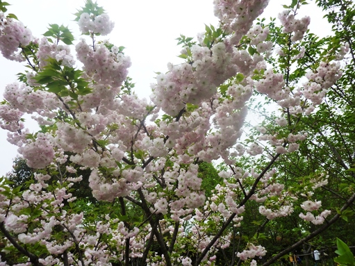 085顧村公園３.jpg