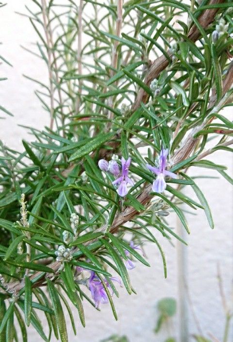 ローズマリーの花が咲きました 食いしん坊案内 楽天ブログ