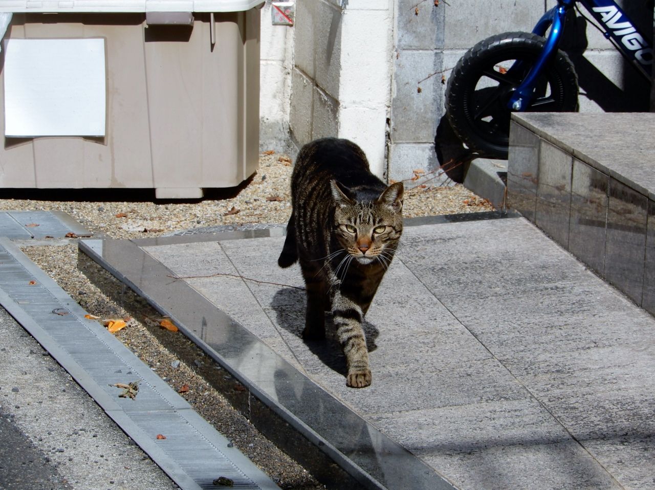 天気は穏やか 猫は賑やか の巻 人さまのネコ 楽天ブログ