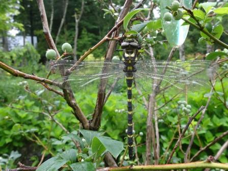 オニヤンマー３