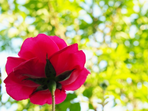 P4230152 (500x375).jpg