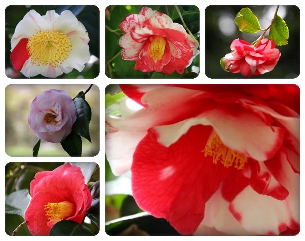 樹木公園-6 椿いろいろ 15.4.18