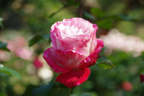 生田緑地ばら苑の秋薔薇