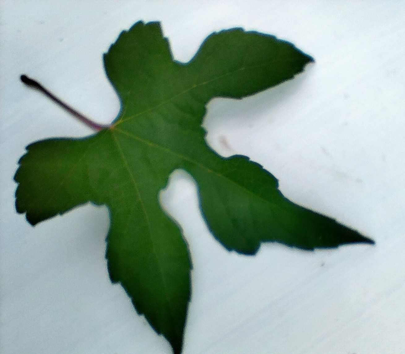 マクロの世界葉っぱ編 | 笑えるサバイバルガーデンにようこそ