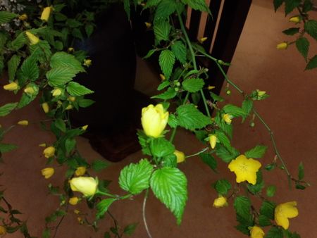 IMG_20150401_165216-p.jpg
