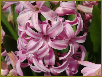 令和２年３月25日 ヒヤシンス香り仄かに自己主張 花の歳時記 天南星の魅力 山野草 楽天ブログ