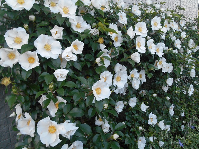 DSCN0266.JPG