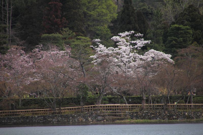 広沢の池_005.jpg