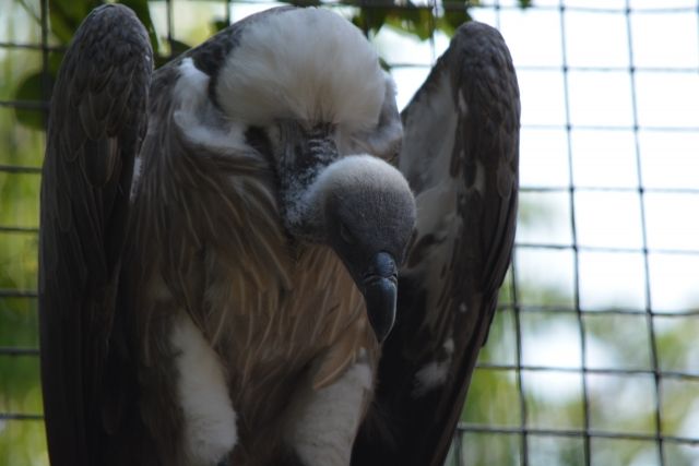 ハゲタカとハゲワシの違い 私設見逃してもいい動物園 楽天ブログ