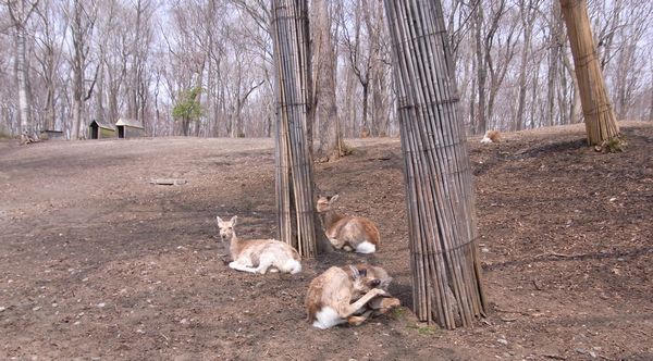 鹿公園の鹿.jpg