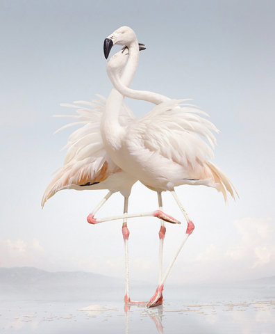 フラミンゴ I an not an animal. K am a hauman being-but does ito float.jpg