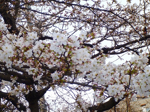 20130324木屋町仏光寺高瀬川　５分咲きの桜