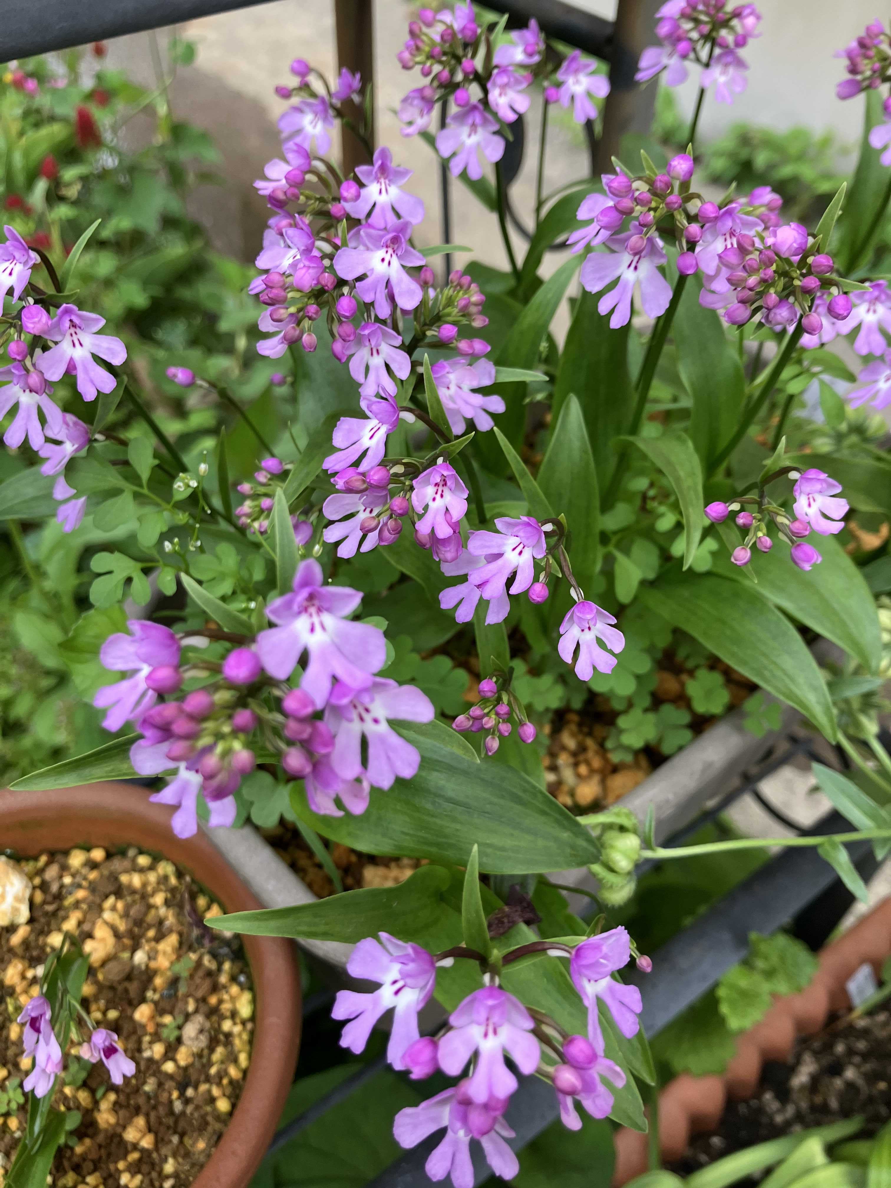 エノモトチドリとイワチドリ | Kimi.teaの花日記 - 楽天ブログ