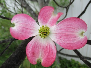 IMG_9927ss.jpg