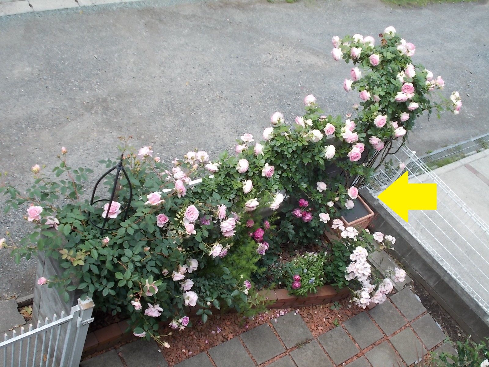 バラの大きな鉢植えは植え替えずに寒肥を与えます バラを咲かせることが好き 楽天ブログ