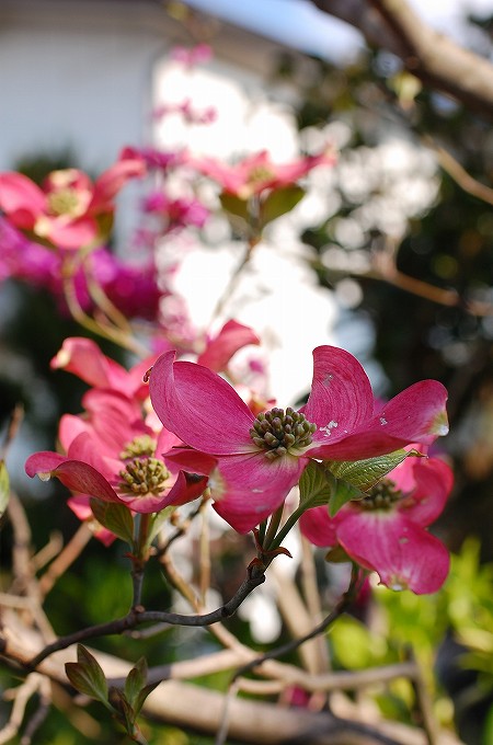 ハナミズキの花