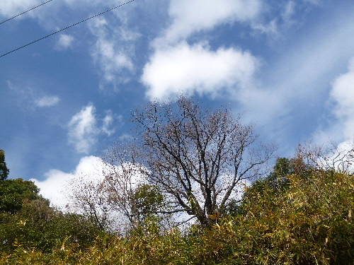 P1080417(1).JPG