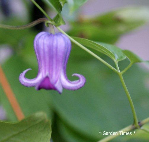 Clematis