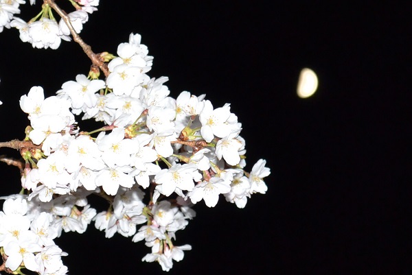 夜桜