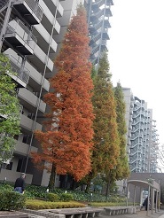 マンション、メタセコイア