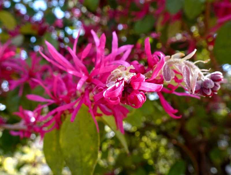3月19日 今日の一花 その２ ベニバナトキワマンサク 紅花常盤満作 Gazengamaのブログ 散歩中に出合った花と趣味の陶芸作品 楽天ブログ