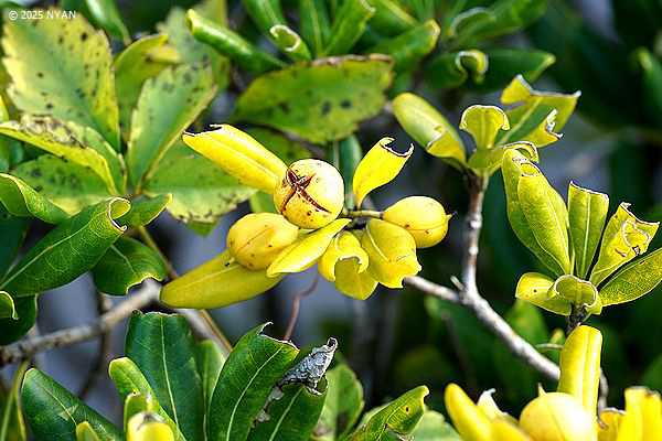トベラ（扉、トベラ科）