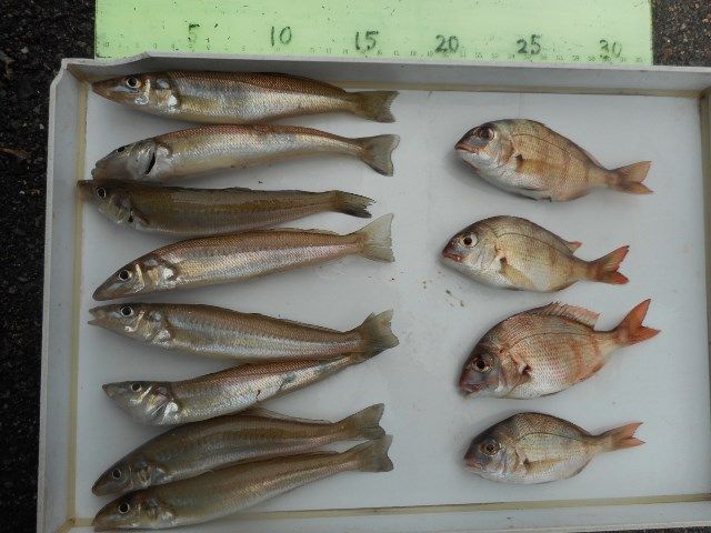 台風前にはキス 回遊魚が予想通りに釣れました そして呑ませにも 神戸 須磨海岸の釣果情報 吉川釣具店 楽天ブログ