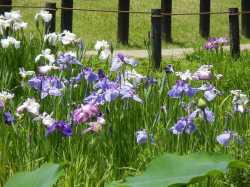 馬場花木園にて