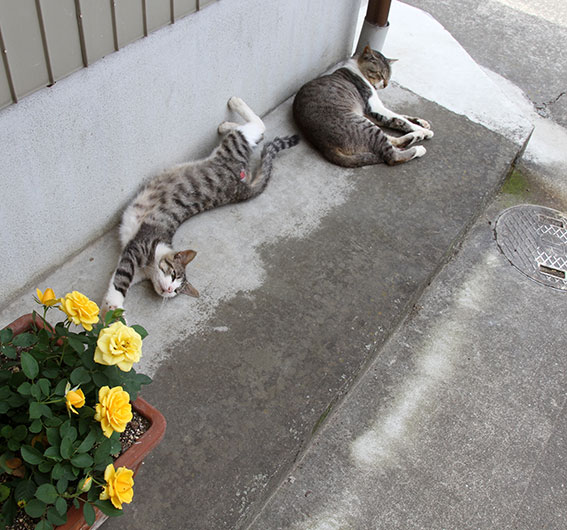 我が家のニャンコ♪2014/07/09-3