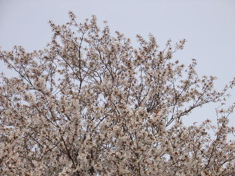 桜1.JPG