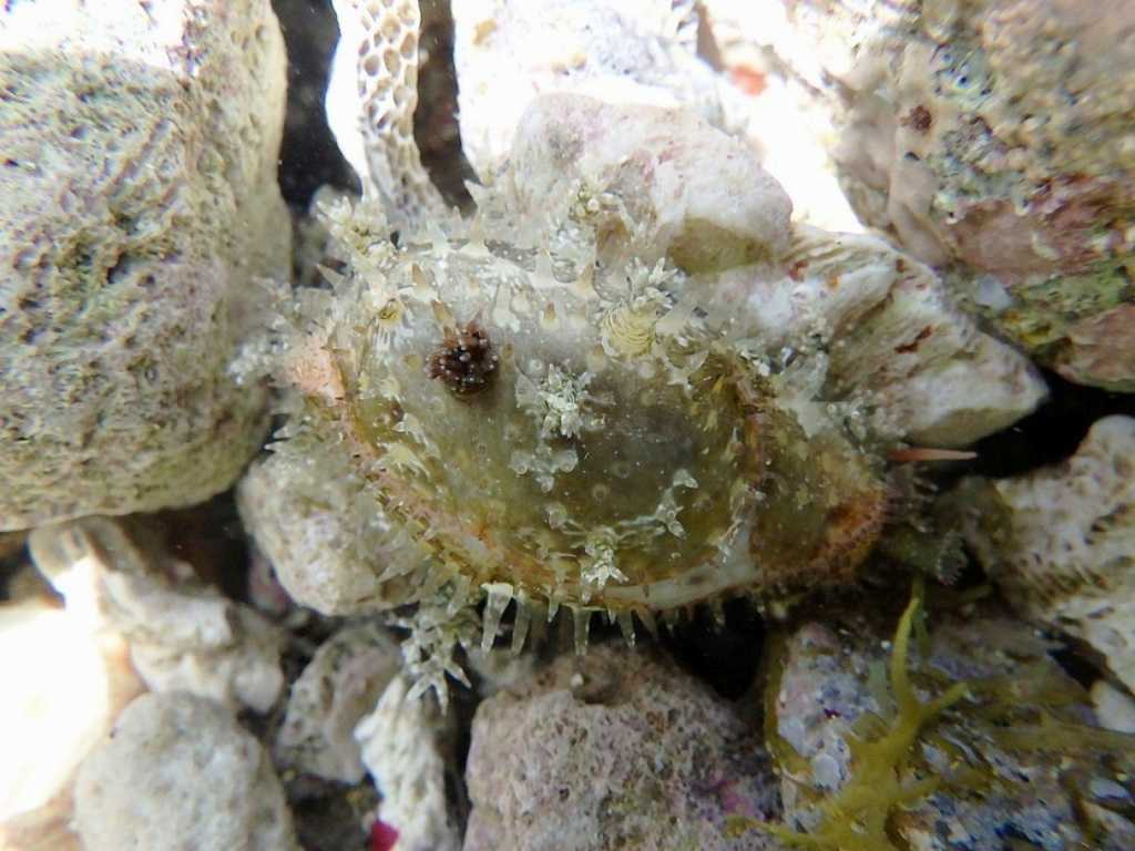 串本磯採集2023年8月上旬18　オミナエシダカラ（Cypraea boivinii）